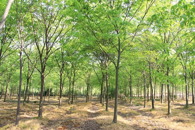 櫸樹