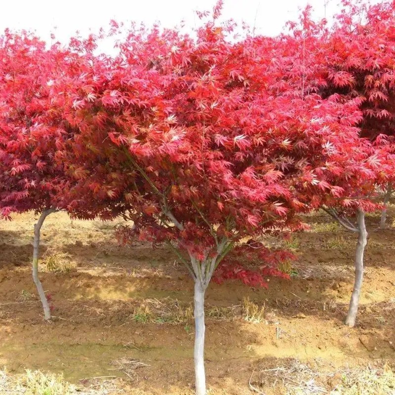 紅楓