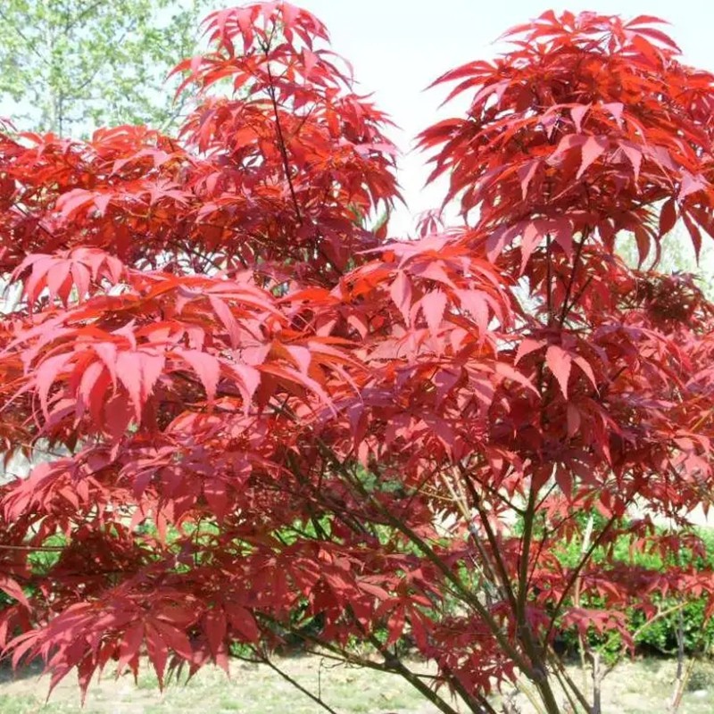 紅楓