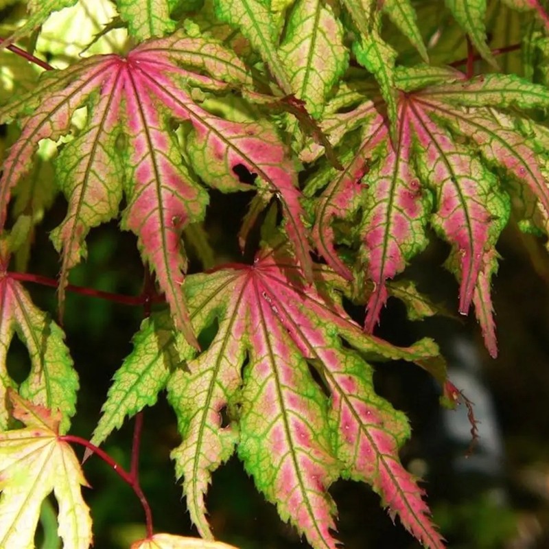 紅楓