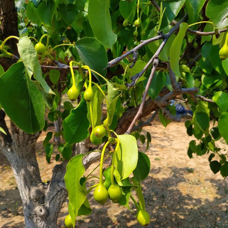 梨樹