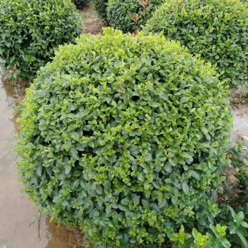 女貞樹