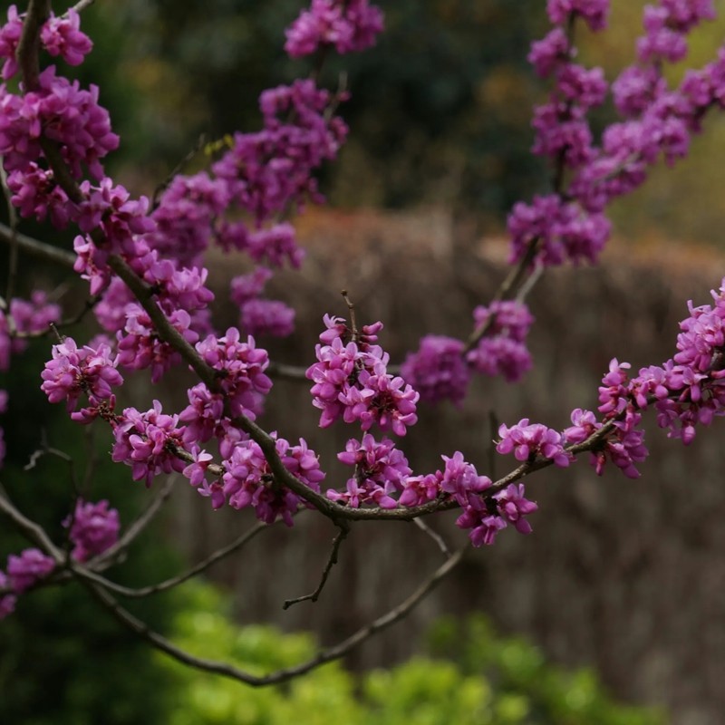 紫荊樹