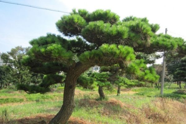 黑松