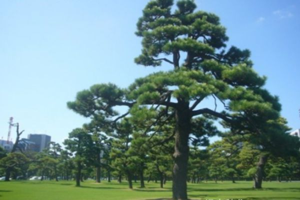 黑松