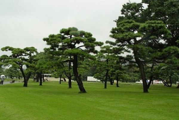 黑松