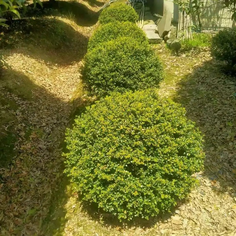 龜甲冬青