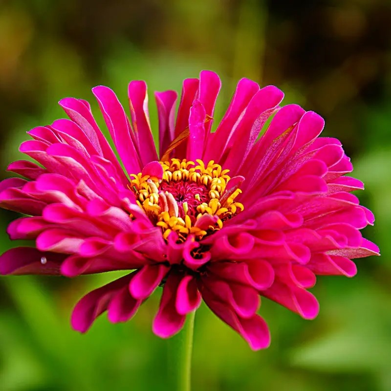 百日菊