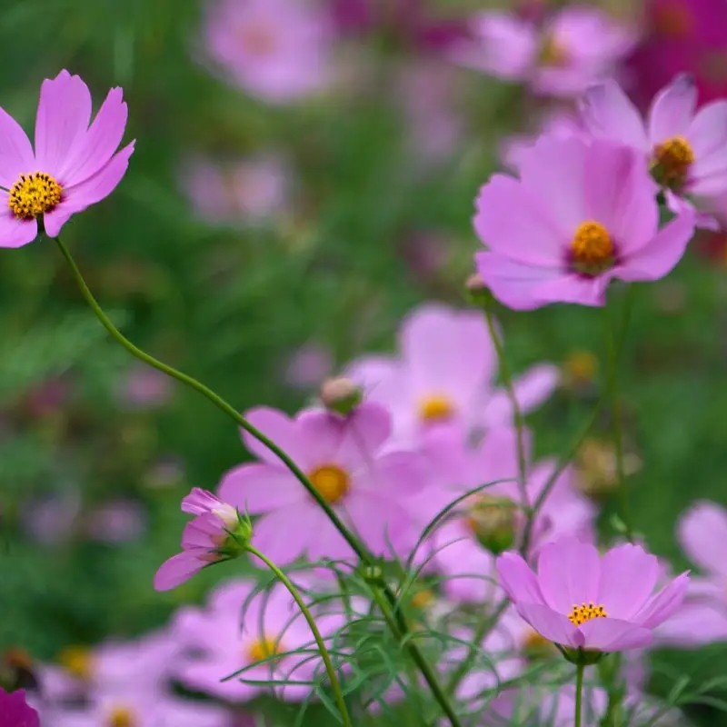 格桑花