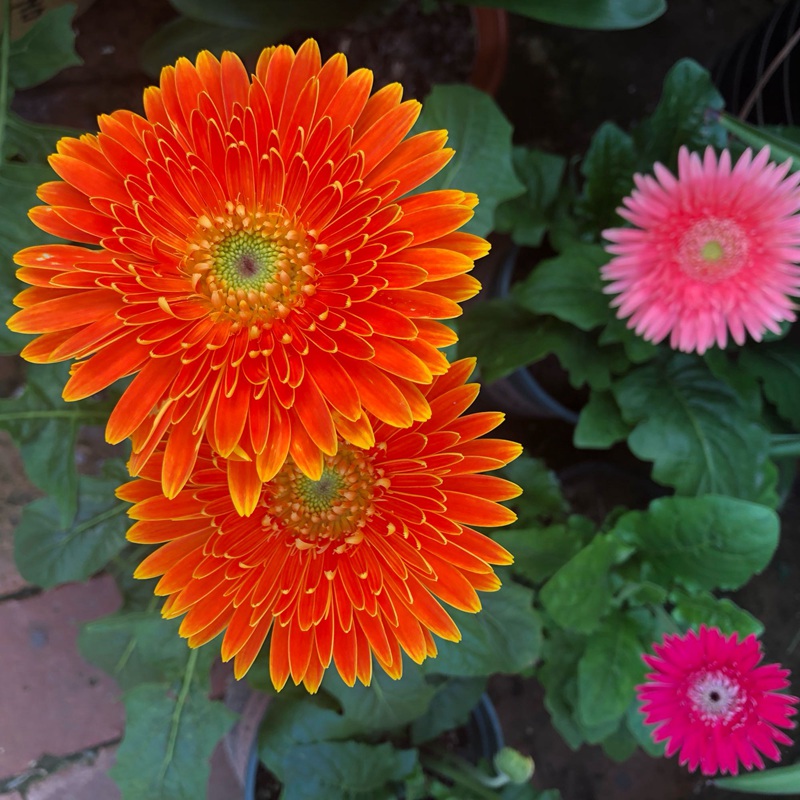 非洲菊