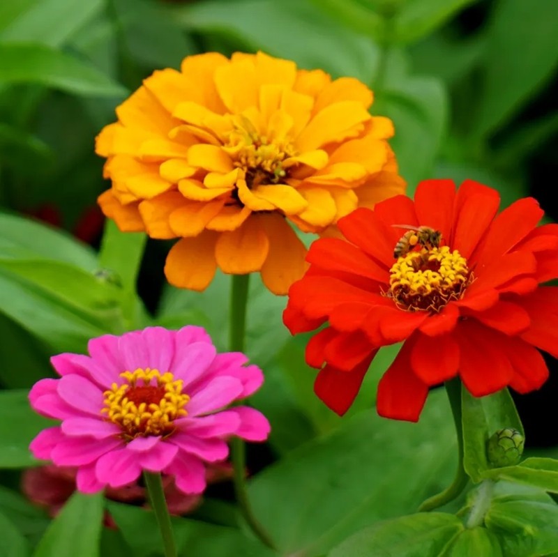 百日菊