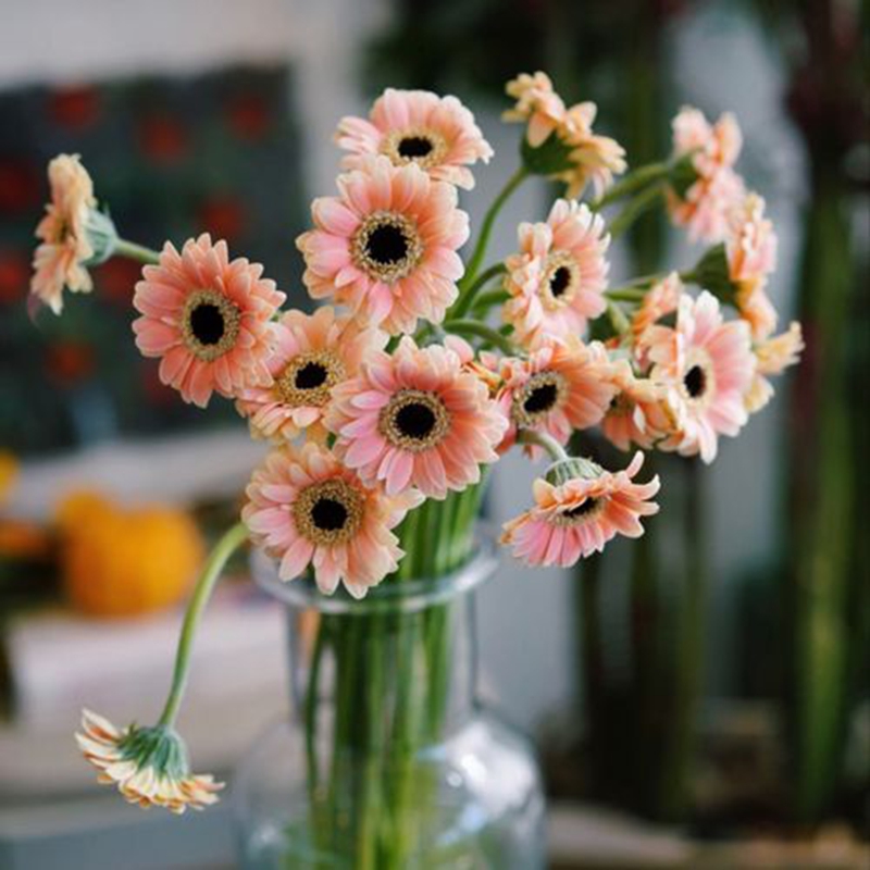 弗朗花