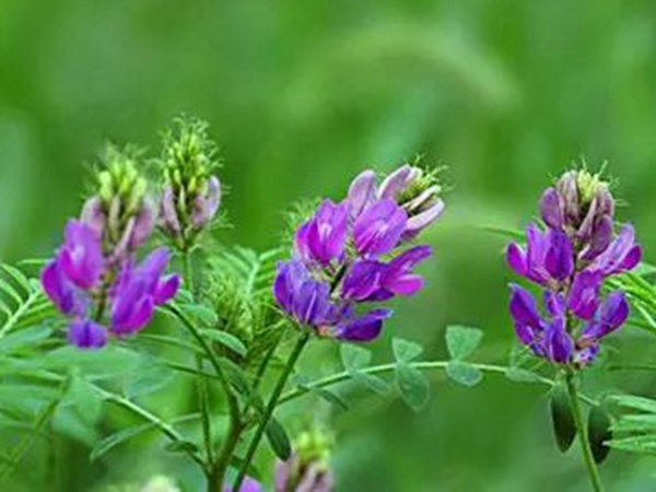 紫花苜蓿草怎么種植比較合適？種植方法有哪些？