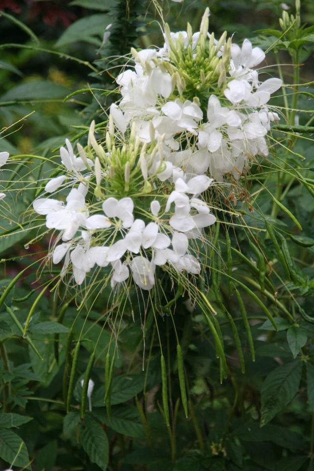 什么是醉蝶花？醉蝶花該如何進行養殖？