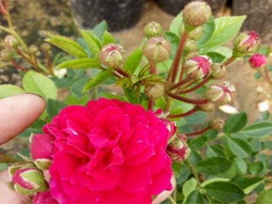 8-1Z31315512X58.jpg