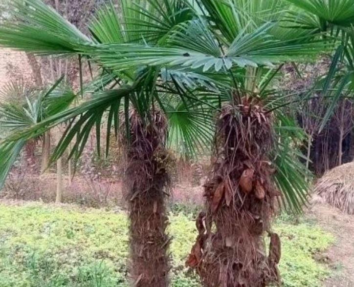 棕樹