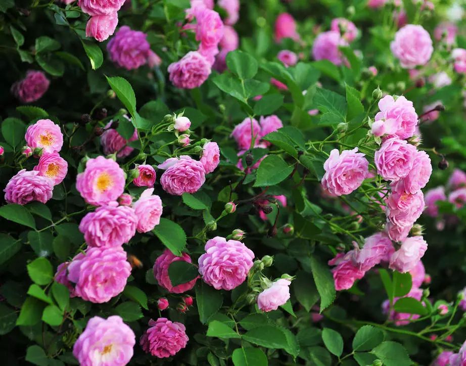 薔薇花