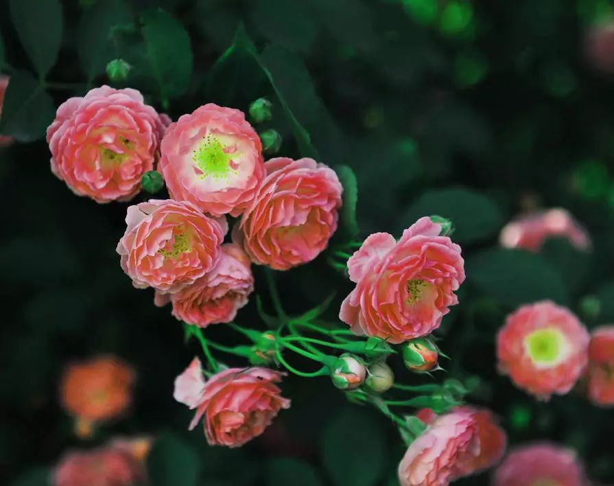薔薇花