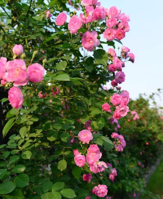 薔薇花