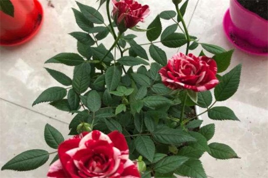 玫瑰花