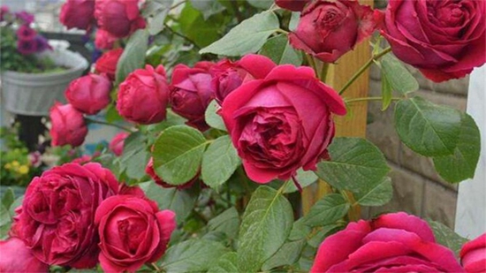 玫瑰花