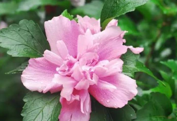 木槿花